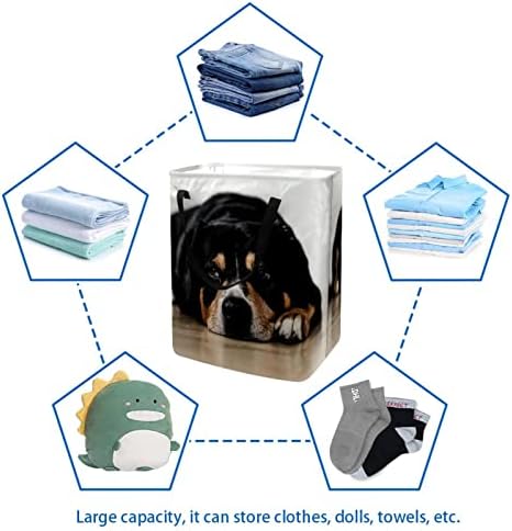 סל הכביסה המתקפל בהדפס כלב עצלן מצחיק, סלי כביסה עמידים למים 60 ליטר אחסון צעצועי כביסה לחדר שינה בחדר האמבטיה במעונות